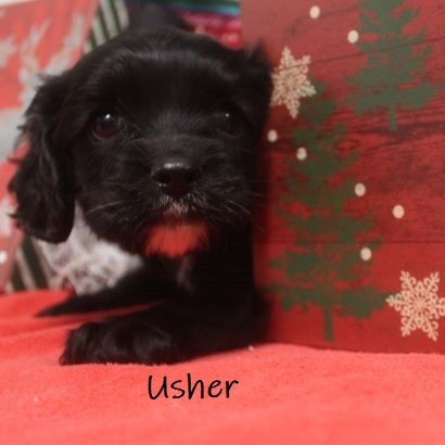 puppy, for, sale, Cockilier, Joe & Cherri  Overlease, dog, breeder, Miller, MO, dog-breeder, puppy-for-sale, forsale, nearby, find, puppyfind, locator, puppylocator, aca